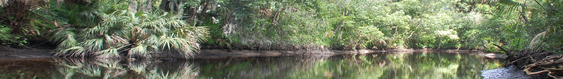 Scenic view of Riverview, Florida, with lush greenery and residential areas