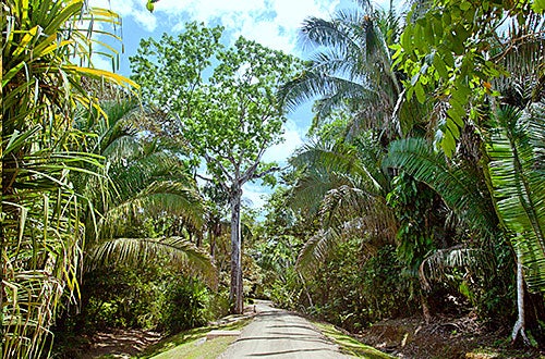 Palmas Pacifica