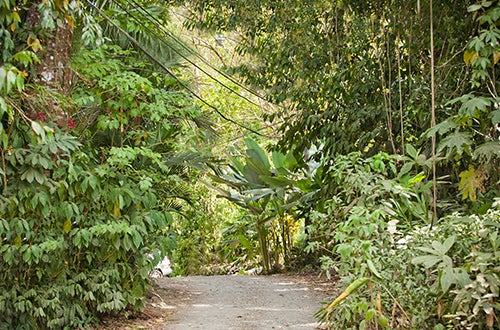 Valle Pura Vida
