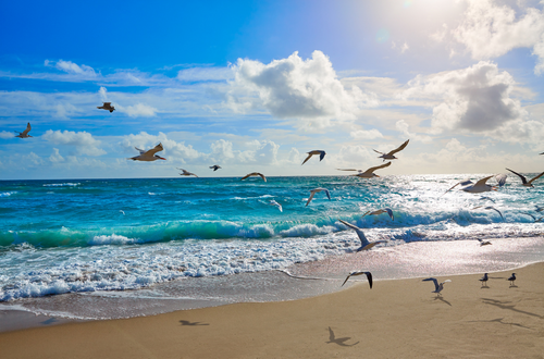 featured area for Indian Rocks Beach