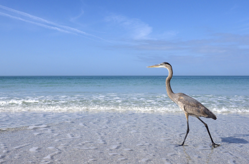 Bird Key, Florida luxury waterfront neighborhood with upscale homes, private docks, boating access, scenic bay views, and exclusive coastal living near Sarasota.
