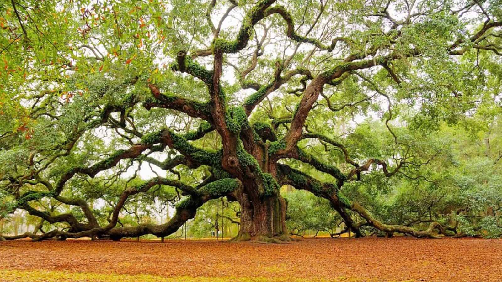 James & Johns Island
