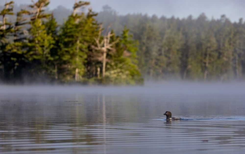 Denmark, ME