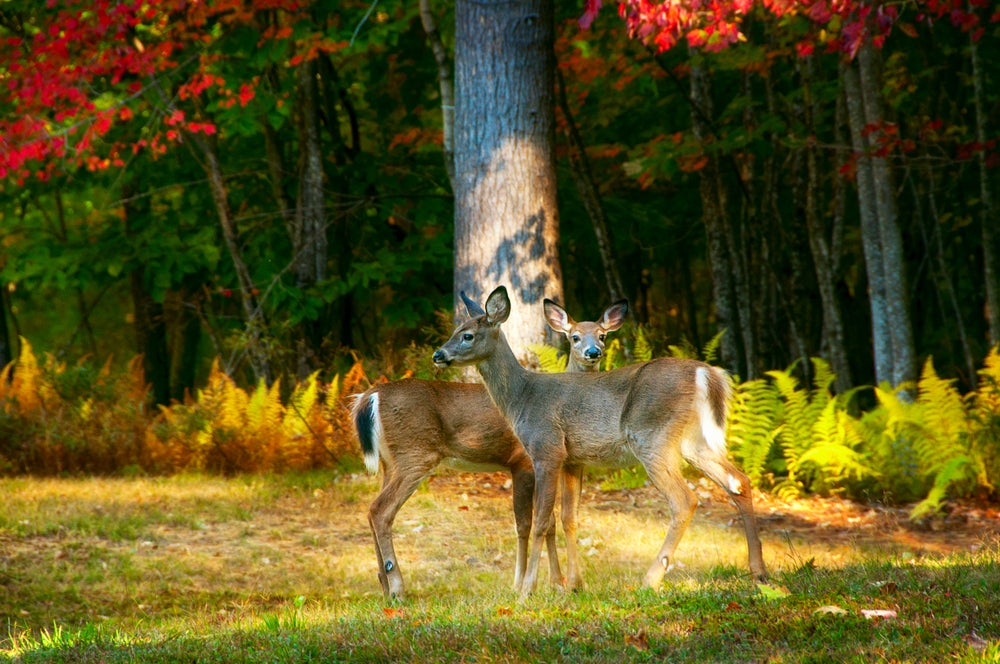 Hartford, ME
