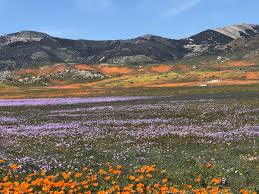 Rosamond