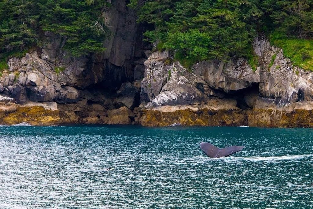 Kenai