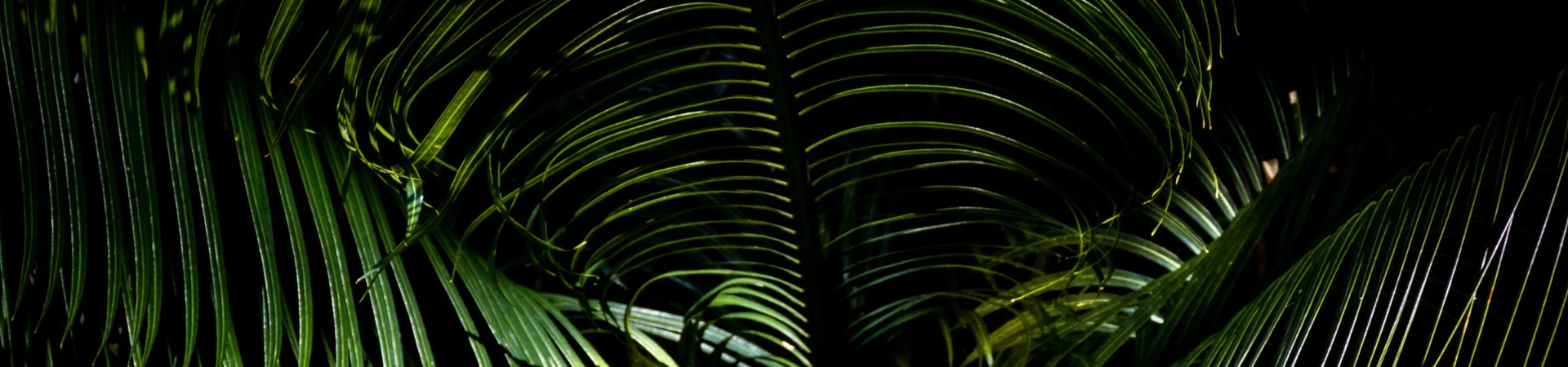Coastal Culture | Coastal Properties Group