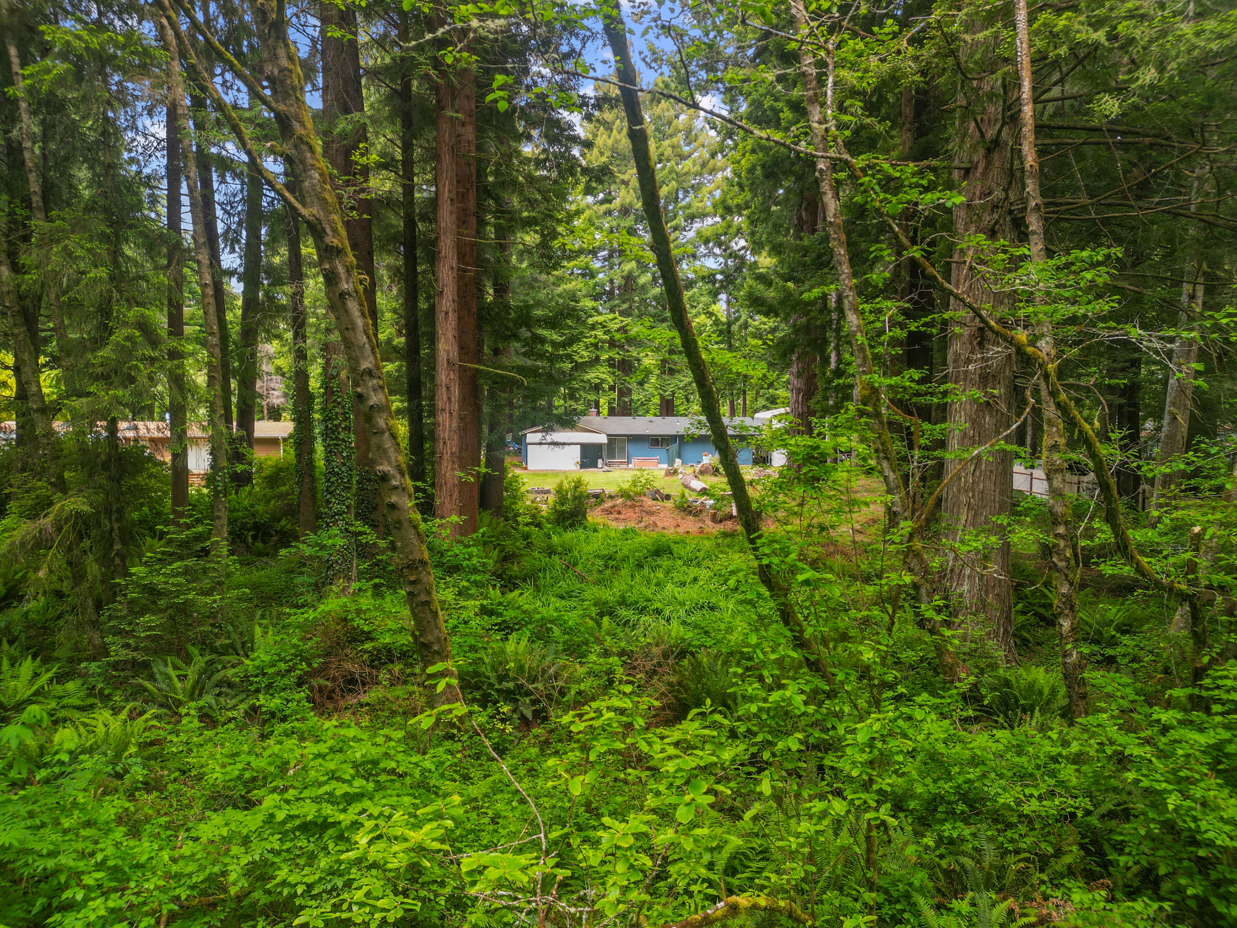 Redwood Calm Meets Coastal Access