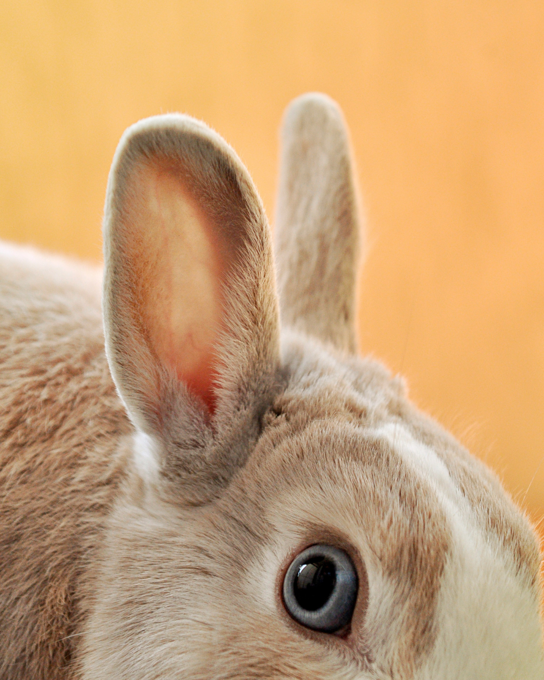 Easter Weekend in Madison & Dubuque: Where to Brunch, Celebrate & Enjoy the Season