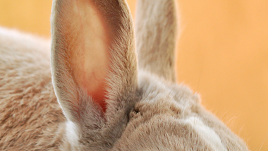 Easter Weekend in Madison & Dubuque: Where to Brunch, Celebrate & Enjoy the Season Easter Weekend in Madison & Dubuque: Where to Brunch, Celebrate & Enjoy the Season