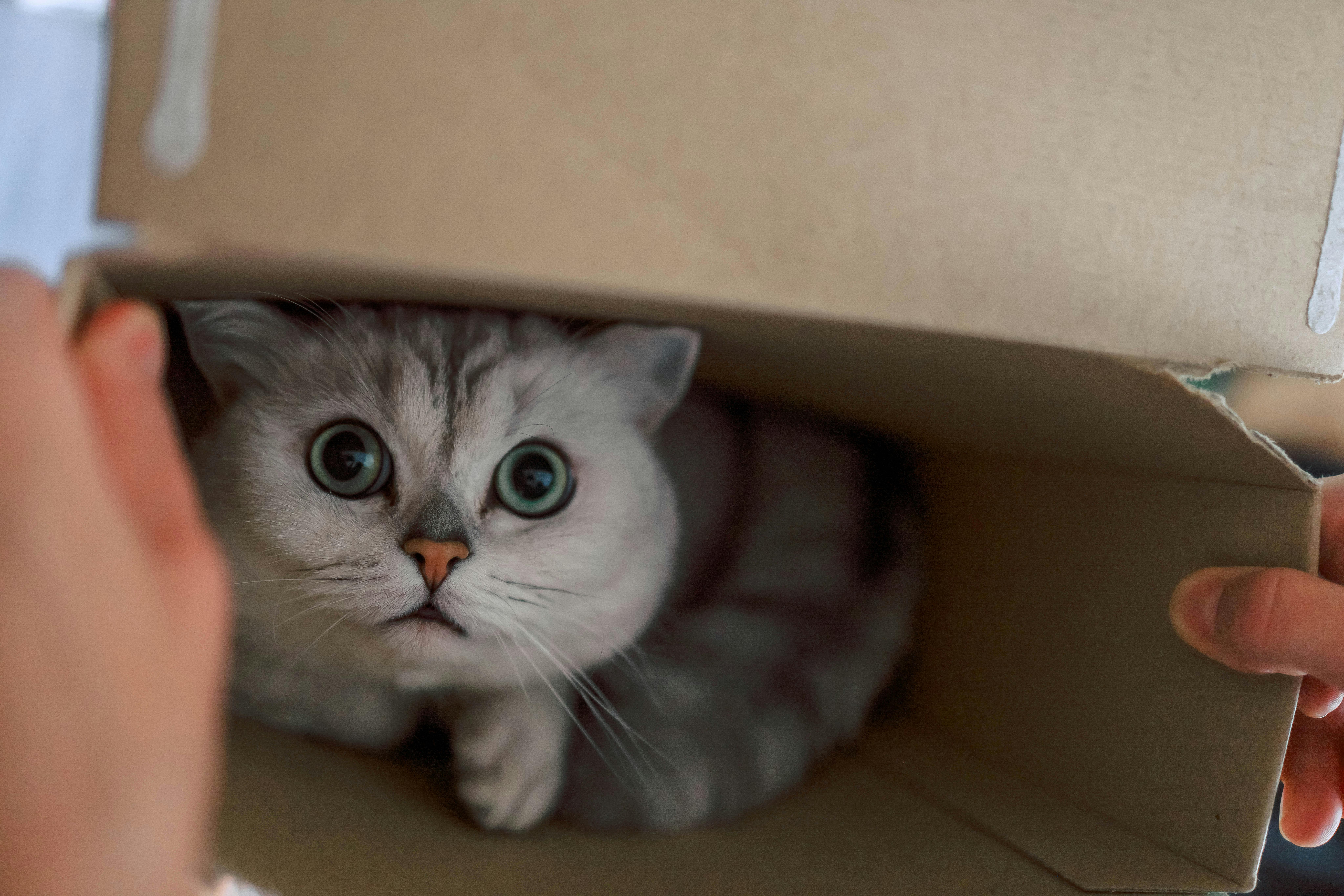 Moving with Pets