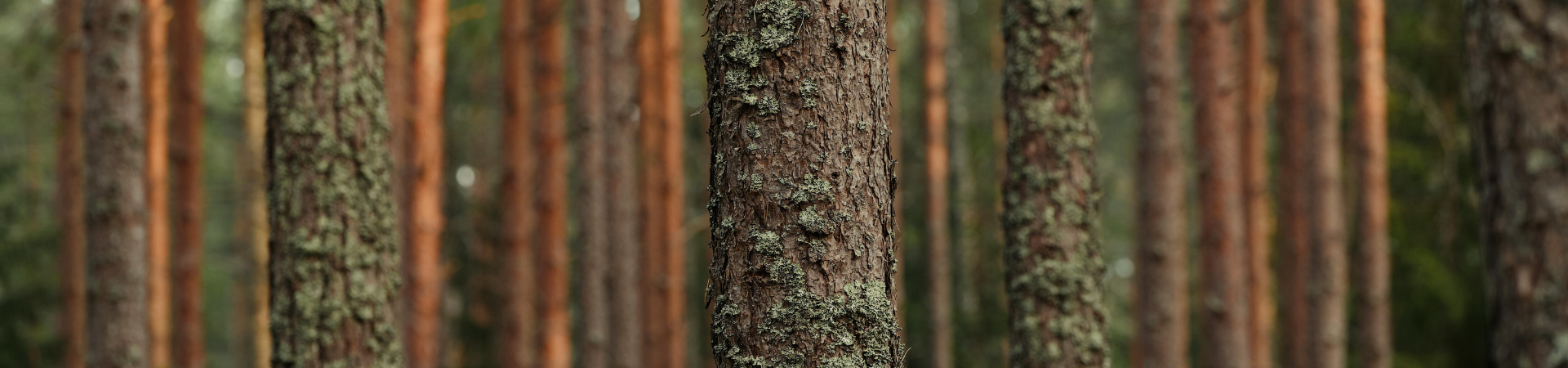 Cut view of pinetrees
