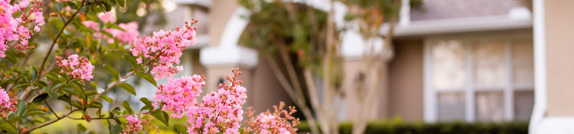 Crepe myrtle blooming at Florida home
