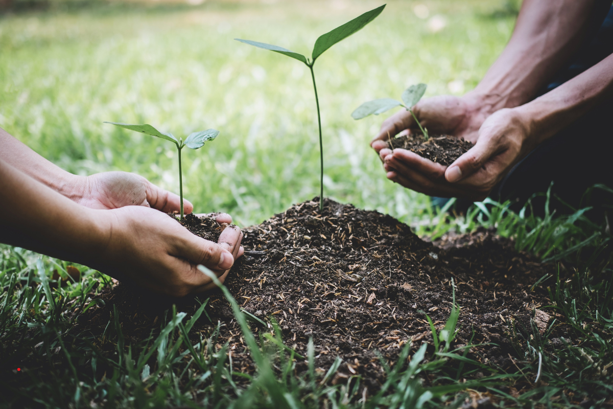   How Costa Rica’s Reforestation & Carbon Credits Protect Your Real Estate Investment