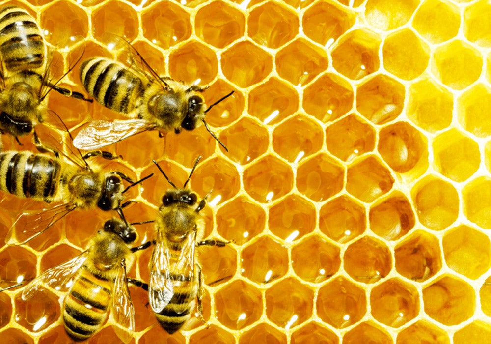 Beekeeping in Santa Teresa!