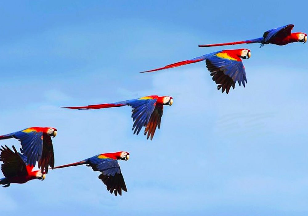 The return of the Scarlet Macaws