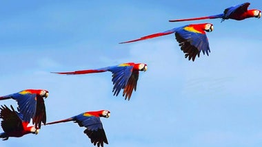 The return of the Scarlet Macaws The return of the Scarlet Macaws