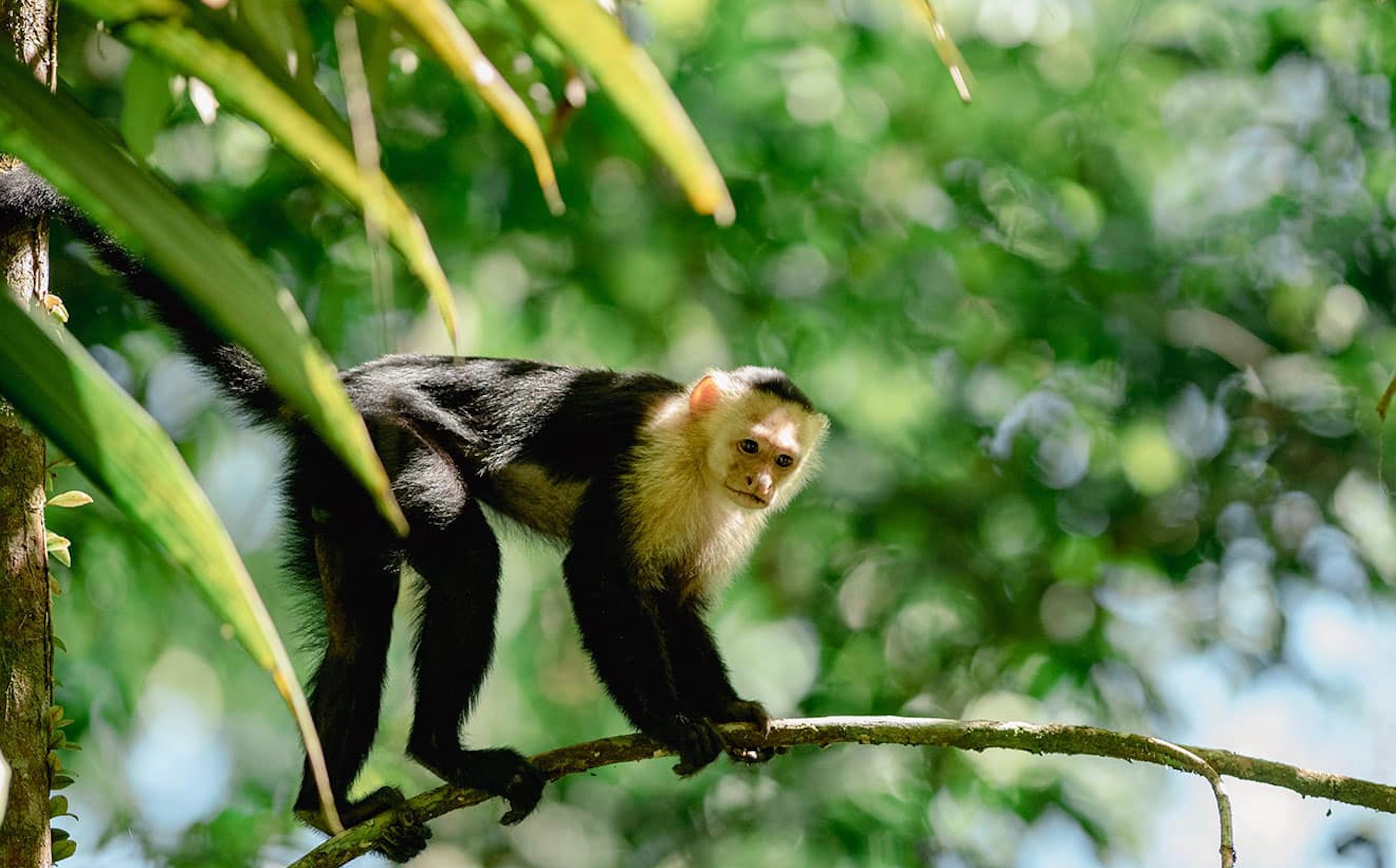 Somos Congos Santa Teresa Costa Rica