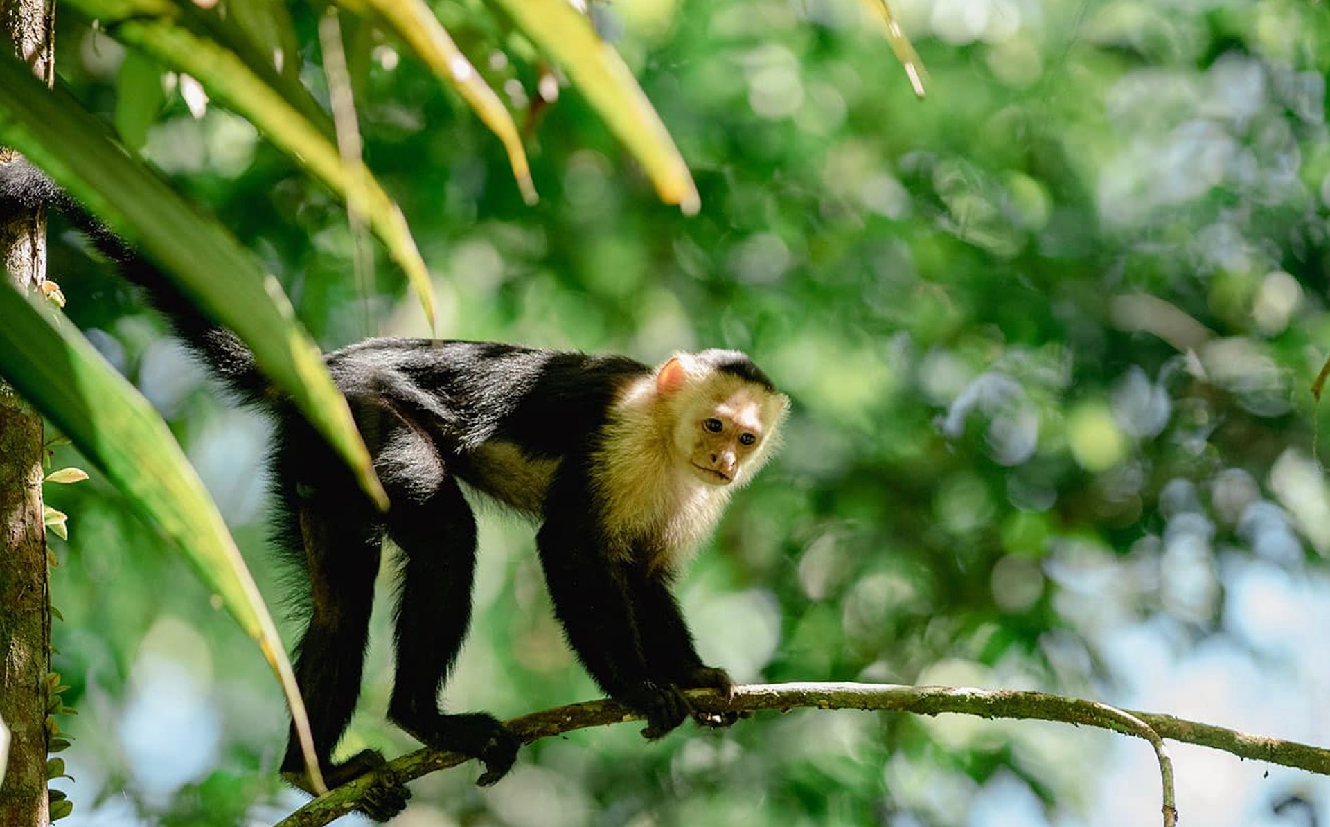 Somos Congos Santa Teresa Costa Rica