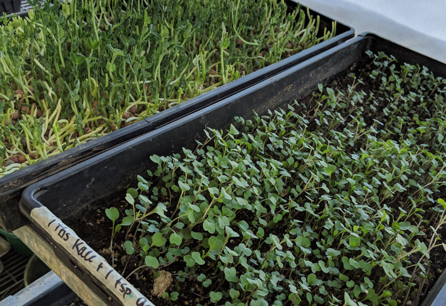 Planning Before Planting: The Best Plants to Start Indoors This Spring,Matt Haefele