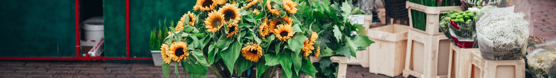 Open Air Markets in Tampa Bay