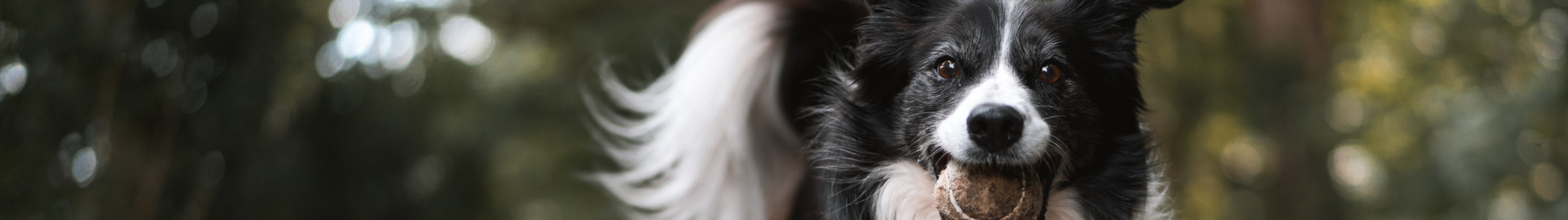 11 Pet-Friendly Hang Out Spots in Tampa Bay