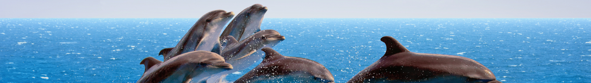 Best Day Trips from Tampa Bay