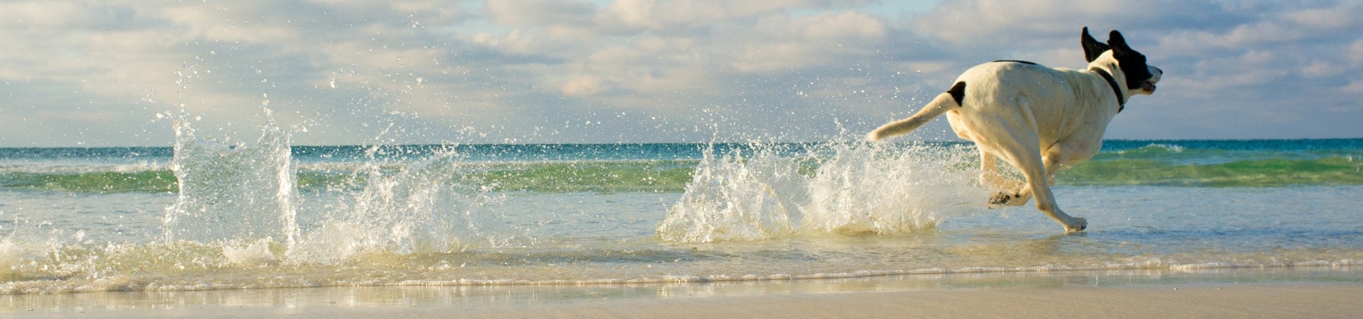 Pet Friendly Beaches in Tampa Bay