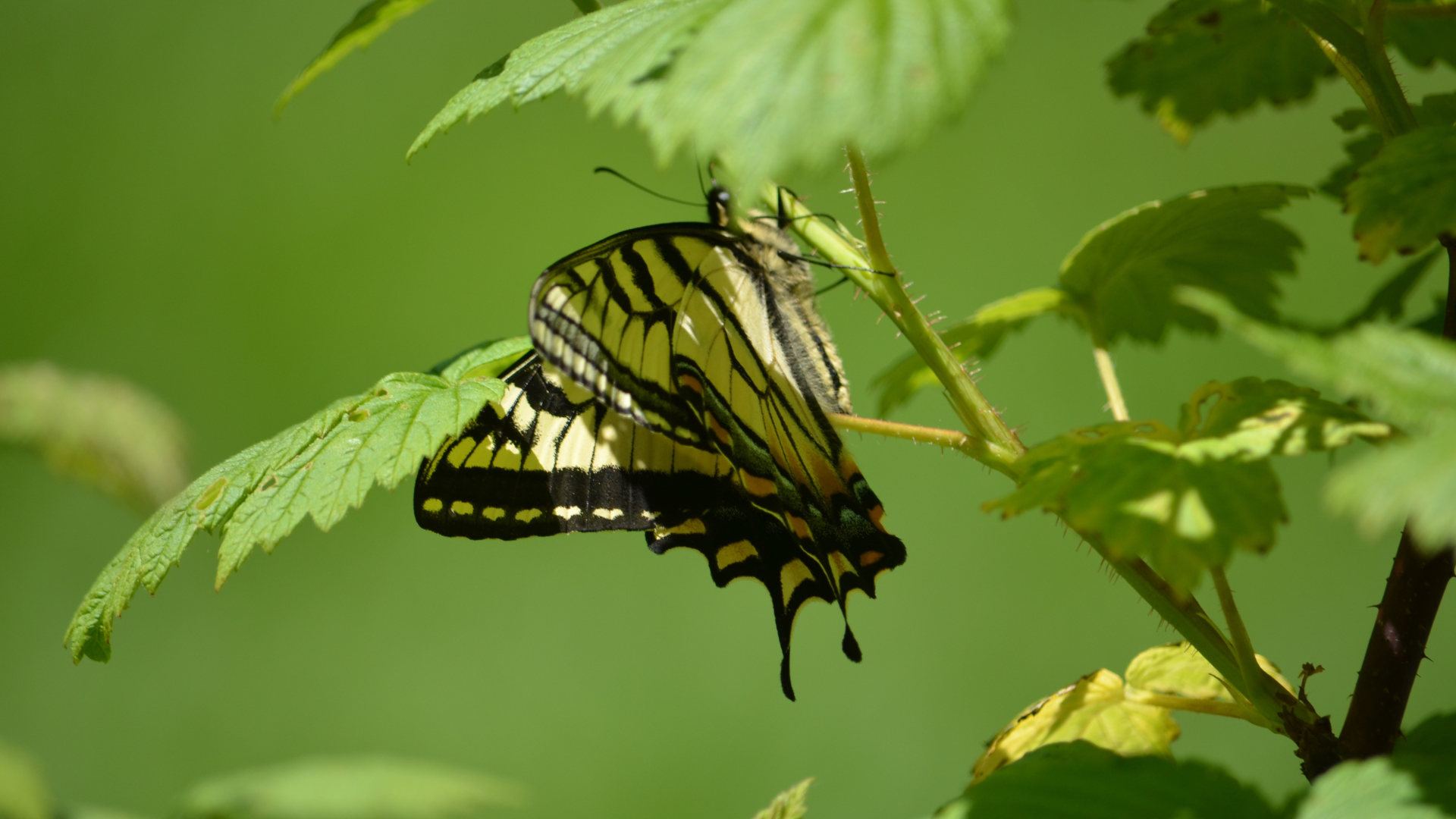 Buzz-Worthy Backyards: How to Attract Pollinators to Upgrade Your Garden,Vermont Real Estate Company