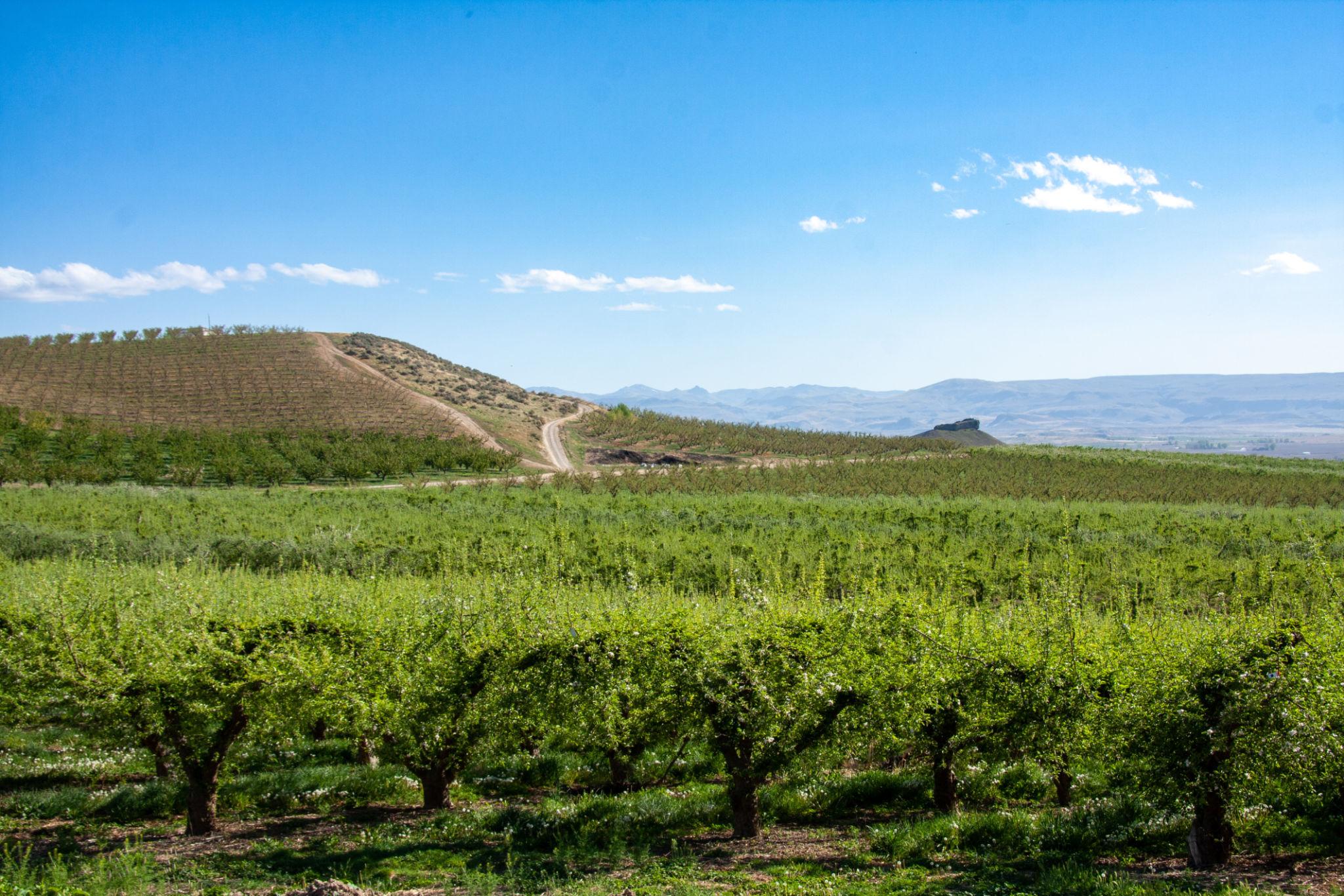 Sunnyslope Idaho Wineries: Wine Trail, Tours, Tasting Rooms, and Day Trip Tips