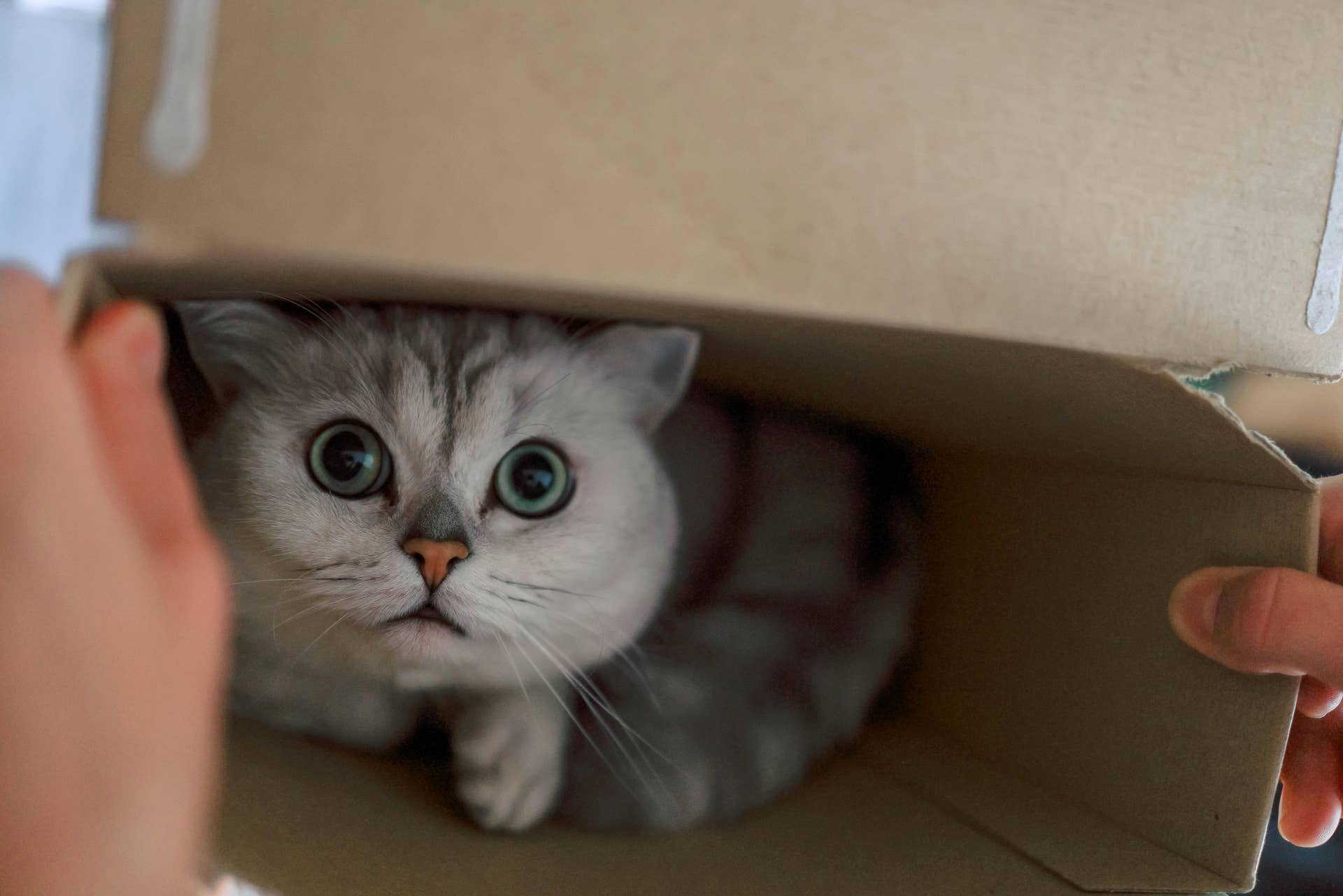 Moving with Pets
