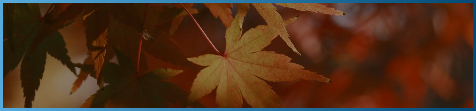 colorful autumn trees and leaves