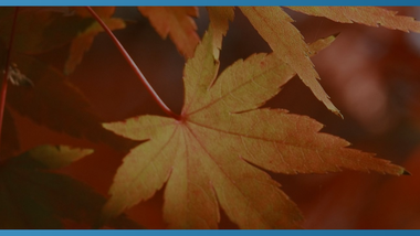 Autumn at Home: Simple Ways to Enjoy the Season colorful autumn trees and leaves