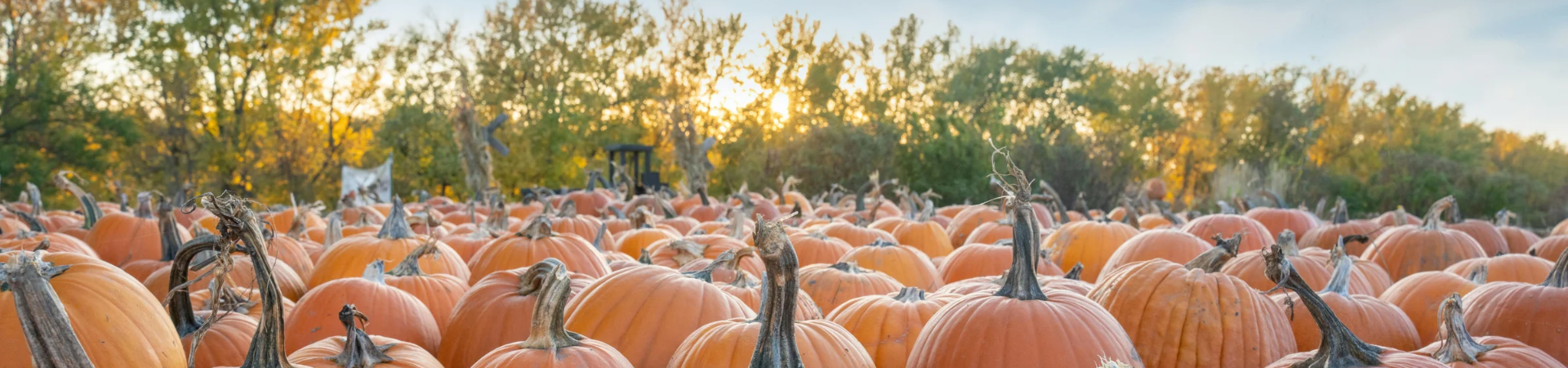 Pumpkin Patches & Fall Festivals Near Powhatan, Virginia: Your Guide to Fall Fun in 2026