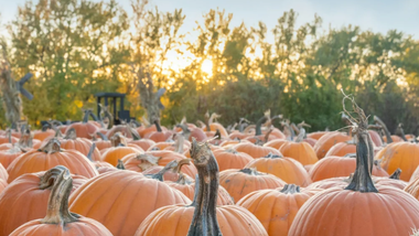 Pumpkin Patches & Fall Festivals Near Powhatan, Virginia: Your Guide to Fall Fun in 2026 Pumpkin Patches & Fall Festivals Near Powhatan, Virginia: Your Guide to Fall Fun in 2026