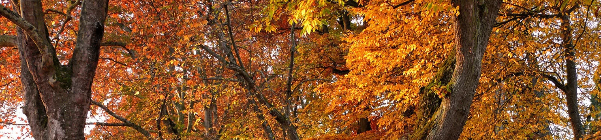 Best Places to See Fall Colors Near Richmond and Chesterfield, Virginia
