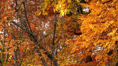 Best Places to See Fall Colors Near Richmond and Chesterfield, Virginia Best Places to See Fall Colors Near Richmond and Chesterfield, Virginia