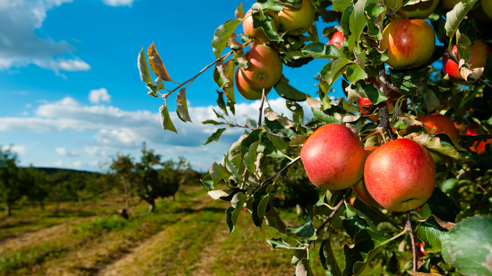 View of an apple orchard