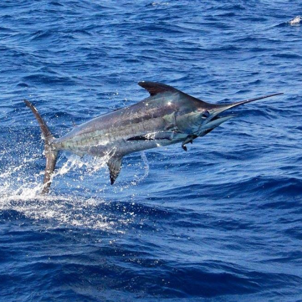 A marlin jumping out of the water during a fishing moment. alt