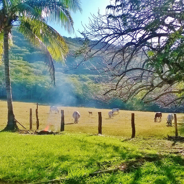 Cattle grazing on a lush green farm with palm trees and misty mountains in Costa Rica