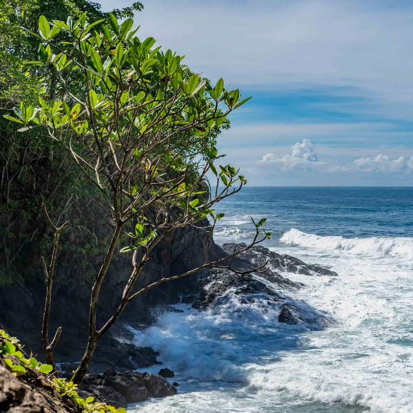 Tropical trees growing along a rocky ocean cliff