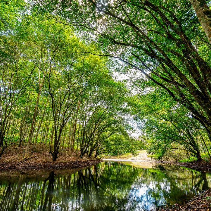 Calm river flowing through dense tropical forest with trees arching over the water.