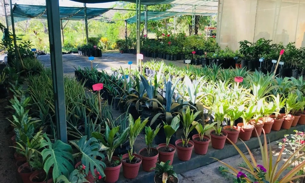 101 Hectares Near Santa Teresa