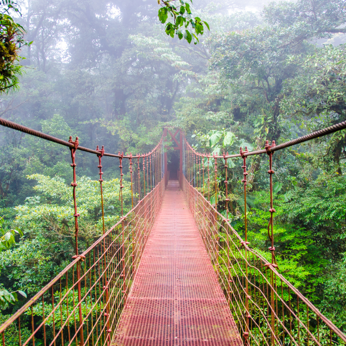 Suspended rope bridge in a dense tropical rainforest, surrounded by lush green trees and mist.