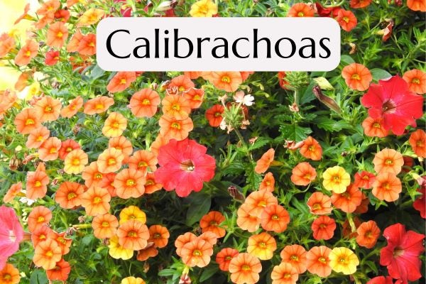 Calibrachoa